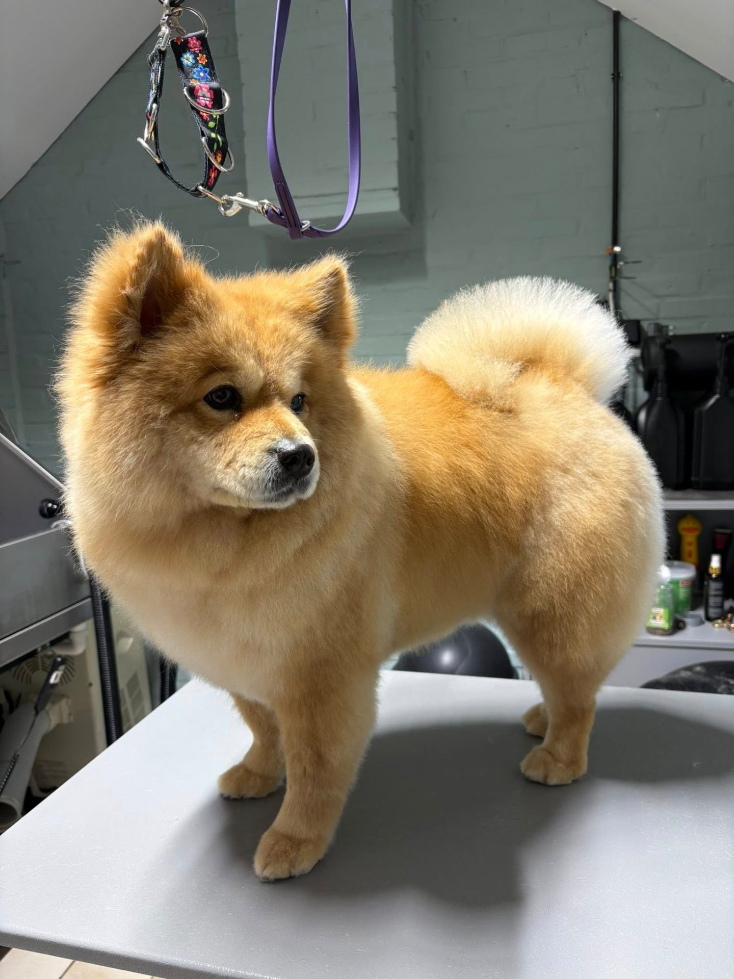 Simba pluizig na het trimmen