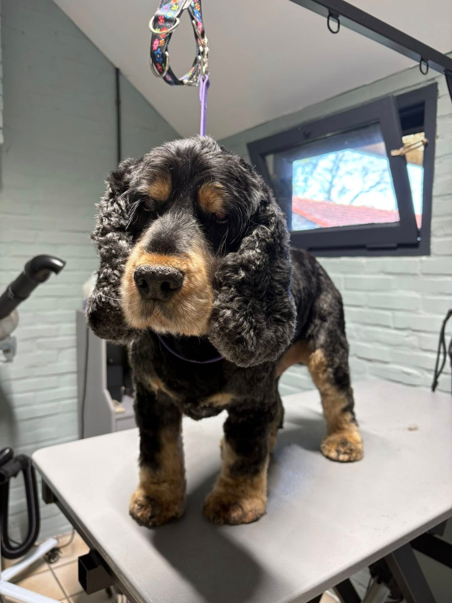 Boef de cocker spaniel na de trimbeurt